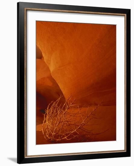 Tumbleweed on Ledge in Antelope Canyon, Page, Arizona, USA-Adam Jones-Framed Photographic Print