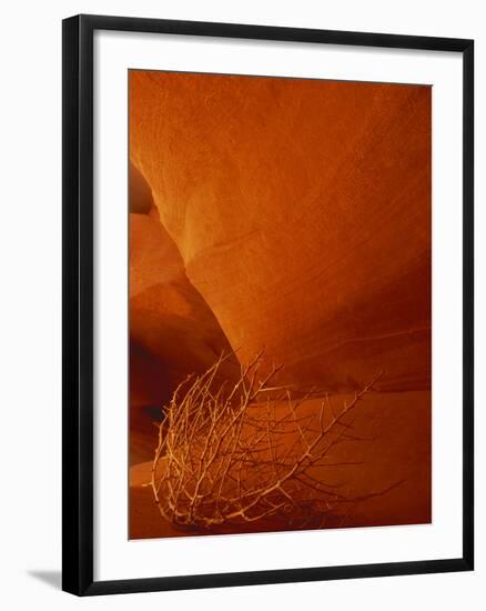 Tumbleweed on Ledge in Antelope Canyon, Page, Arizona, USA-Adam Jones-Framed Photographic Print