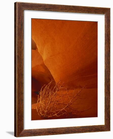 Tumbleweed on Ledge in Antelope Canyon, Page, Arizona, USA-Adam Jones-Framed Photographic Print