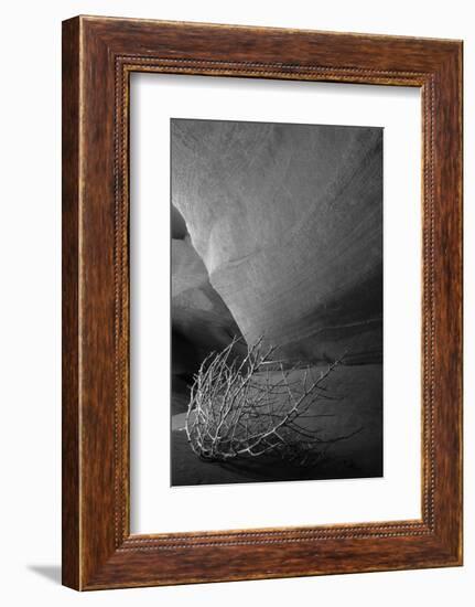 Tumbleweed on Ledge in Antelope Canyon, Page, Arizona, USA-Adam Jones-Framed Photographic Print