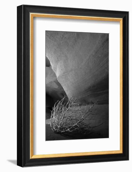 Tumbleweed on Ledge in Antelope Canyon, Page, Arizona, USA-Adam Jones-Framed Photographic Print