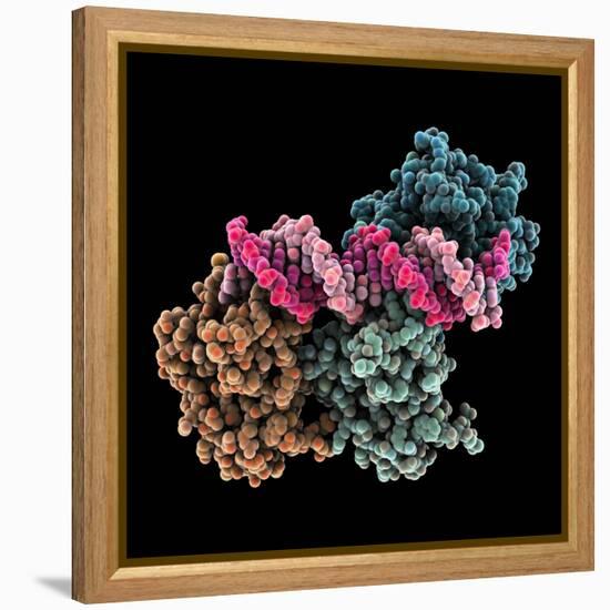 Tumour Suppressor P53 with DNA-Laguna Design-Framed Premier Image Canvas