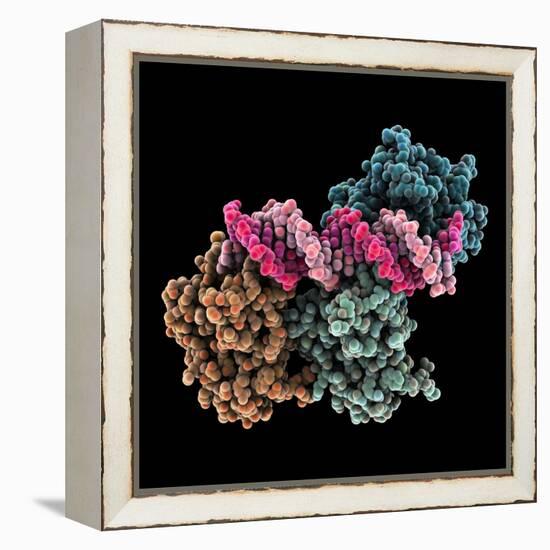 Tumour Suppressor P53 with DNA-Laguna Design-Framed Premier Image Canvas