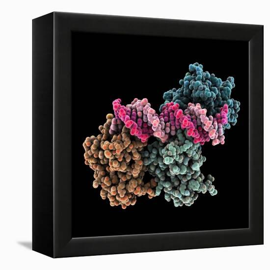 Tumour Suppressor P53 with DNA-Laguna Design-Framed Premier Image Canvas