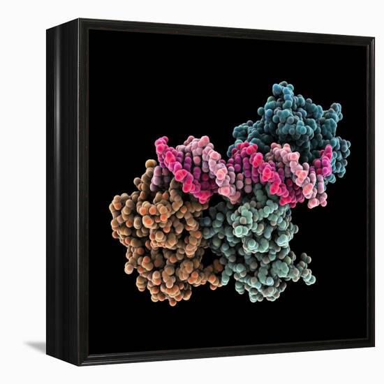 Tumour Suppressor P53 with DNA-Laguna Design-Framed Premier Image Canvas