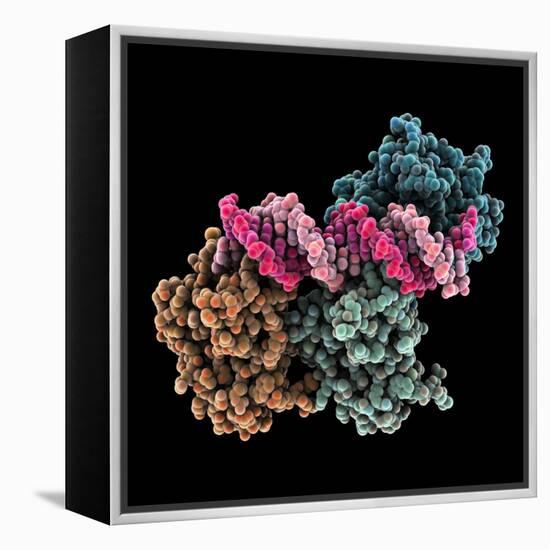 Tumour Suppressor P53 with DNA-Laguna Design-Framed Premier Image Canvas