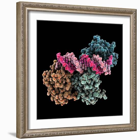 Tumour Suppressor P53 with DNA-Laguna Design-Framed Premium Photographic Print