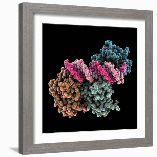 Tumour Suppressor P53 with DNA-Laguna Design-Framed Premium Photographic Print