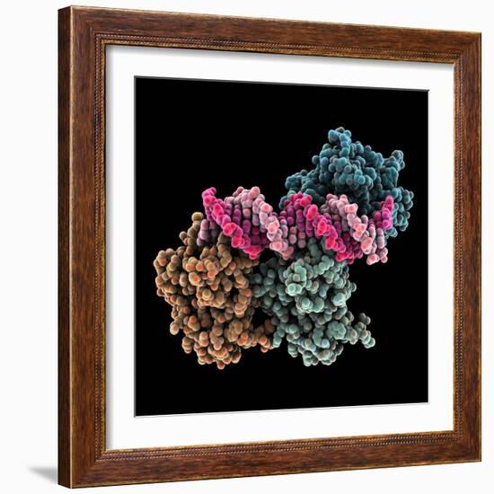 Tumour Suppressor P53 with DNA-Laguna Design-Framed Premium Photographic Print