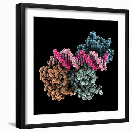 Tumour Suppressor P53 with DNA-Laguna Design-Framed Premium Photographic Print