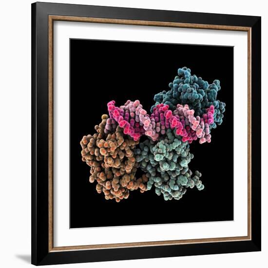 Tumour Suppressor P53 with DNA-Laguna Design-Framed Premium Photographic Print