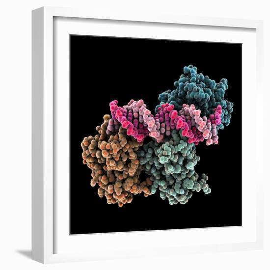 Tumour Suppressor P53 with DNA-Laguna Design-Framed Premium Photographic Print