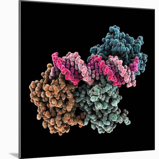 Tumour Suppressor P53 with DNA-Laguna Design-Mounted Premium Photographic Print