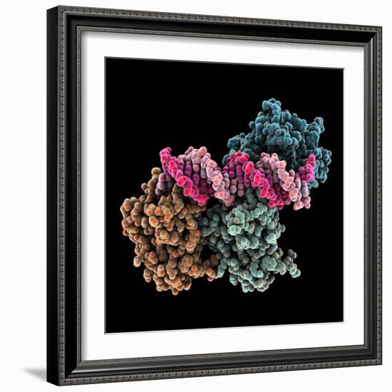 Tumour Suppressor P53 with DNA-Laguna Design-Framed Premium Photographic Print