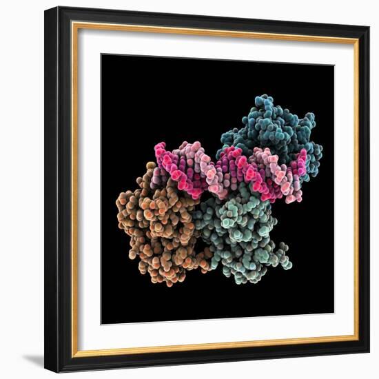 Tumour Suppressor P53 with DNA-Laguna Design-Framed Premium Photographic Print