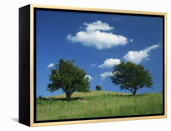 Tumuli, Pitstone Hill, Beside the Chilterns Ridgeway Path, Buckinghamshire, England, United Kingdom-David Hughes-Framed Premier Image Canvas