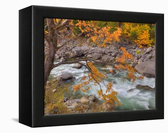 Tumwater Canyon, Maple Tree and Wenatchee River, Wenatchee National Forest, Washington, Usa-Jamie & Judy Wild-Framed Premier Image Canvas