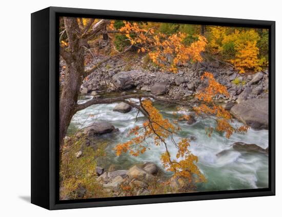 Tumwater Canyon, Maple Tree and Wenatchee River, Wenatchee National Forest, Washington, Usa-Jamie & Judy Wild-Framed Premier Image Canvas