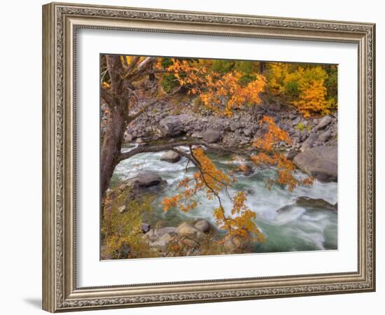 Tumwater Canyon, Maple Tree and Wenatchee River, Wenatchee National Forest, Washington, Usa-Jamie & Judy Wild-Framed Photographic Print