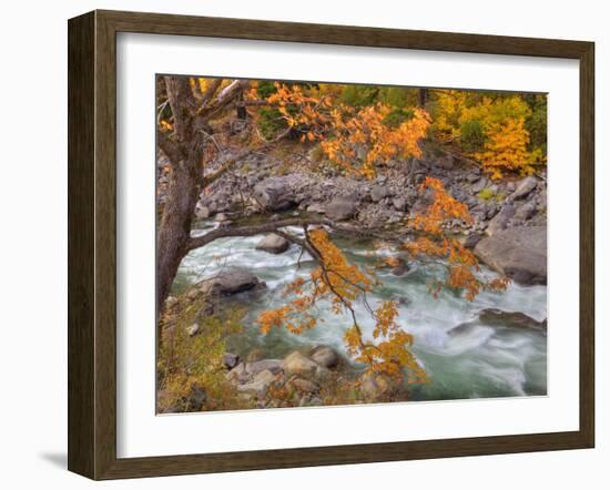 Tumwater Canyon, Maple Tree and Wenatchee River, Wenatchee National Forest, Washington, Usa-Jamie & Judy Wild-Framed Photographic Print