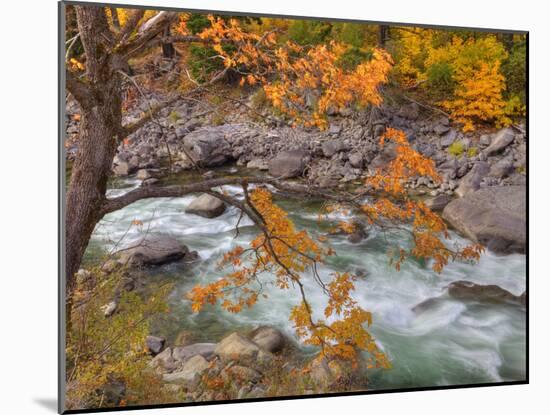 Tumwater Canyon, Maple Tree and Wenatchee River, Wenatchee National Forest, Washington, Usa-Jamie & Judy Wild-Mounted Photographic Print