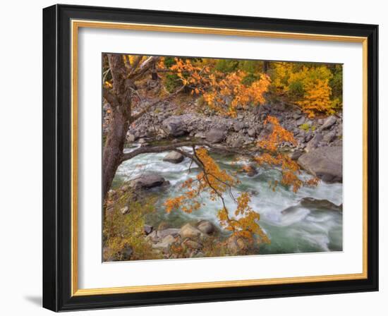 Tumwater Canyon, Maple Tree and Wenatchee River, Wenatchee National Forest, Washington, Usa-Jamie & Judy Wild-Framed Photographic Print