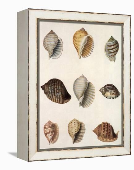 Tun Shells-William Newton-Framed Premier Image Canvas