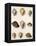 Tun Shells-William Newton-Framed Premier Image Canvas