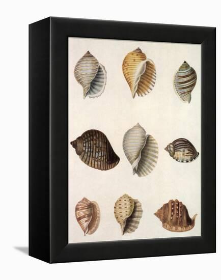 Tun Shells-William Newton-Framed Premier Image Canvas