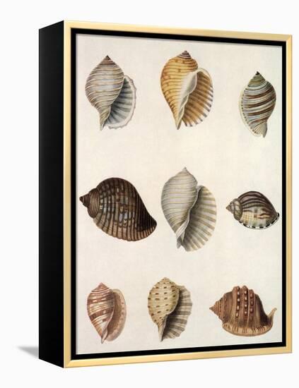 Tun Shells-William Newton-Framed Premier Image Canvas