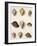 Tun Shells-William Newton-Framed Giclee Print