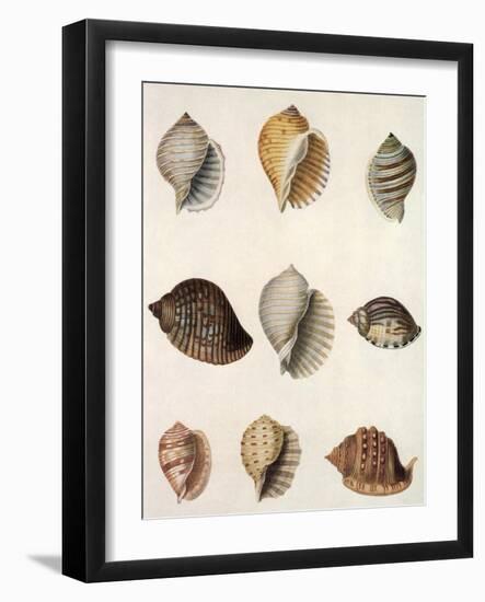 Tun Shells-William Newton-Framed Giclee Print