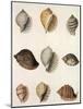 Tun Shells-William Newton-Mounted Giclee Print