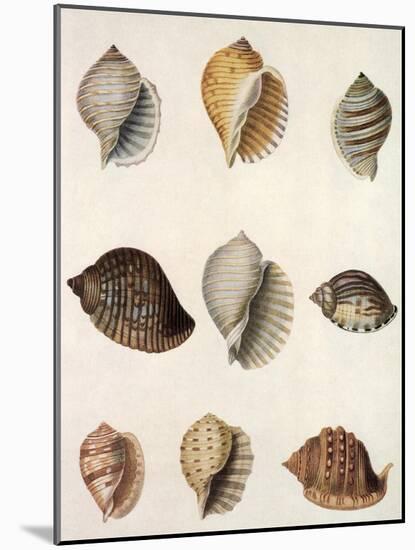 Tun Shells-William Newton-Mounted Giclee Print