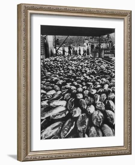 Tuna Being Unloaded from Boats at Van Camp Tuna Co. Cannery in American Samoa-Carl Mydans-Framed Photographic Print