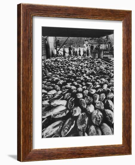 Tuna Being Unloaded from Boats at Van Camp Tuna Co. Cannery in American Samoa-Carl Mydans-Framed Photographic Print