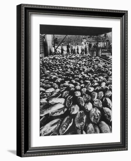 Tuna Being Unloaded from Boats at Van Camp Tuna Co. Cannery in American Samoa-Carl Mydans-Framed Photographic Print