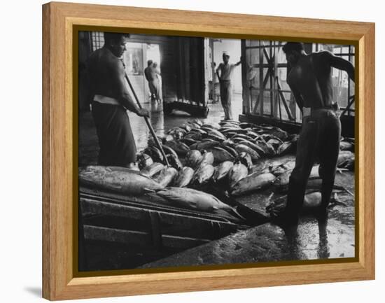 Tuna Being Unloaded from Boats at Van Camp Tuna Co. Cannery in American Samoa-Carl Mydans-Framed Premier Image Canvas