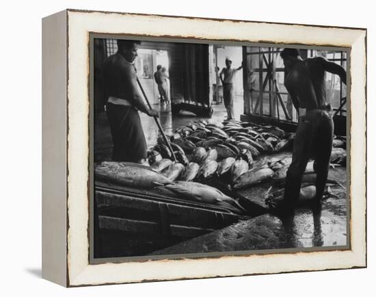 Tuna Being Unloaded from Boats at Van Camp Tuna Co. Cannery in American Samoa-Carl Mydans-Framed Premier Image Canvas