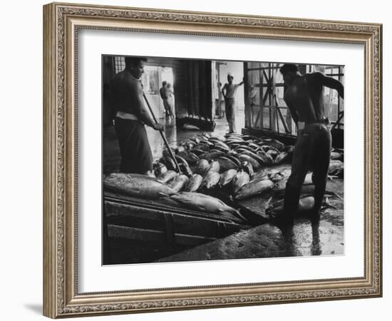 Tuna Being Unloaded from Boats at Van Camp Tuna Co. Cannery in American Samoa-Carl Mydans-Framed Photographic Print