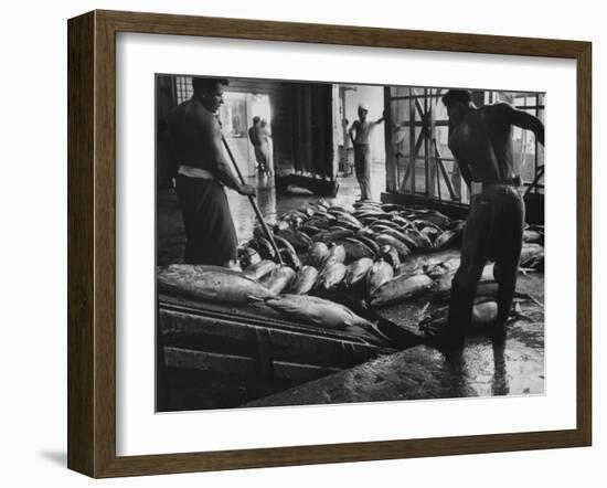 Tuna Being Unloaded from Boats at Van Camp Tuna Co. Cannery in American Samoa-Carl Mydans-Framed Photographic Print