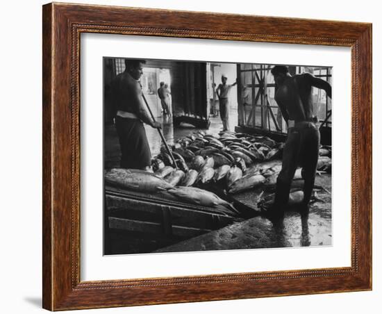 Tuna Being Unloaded from Boats at Van Camp Tuna Co. Cannery in American Samoa-Carl Mydans-Framed Photographic Print