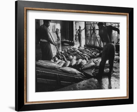 Tuna Being Unloaded from Boats at Van Camp Tuna Co. Cannery in American Samoa-Carl Mydans-Framed Photographic Print
