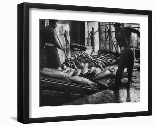 Tuna Being Unloaded from Boats at Van Camp Tuna Co. Cannery in American Samoa-Carl Mydans-Framed Photographic Print