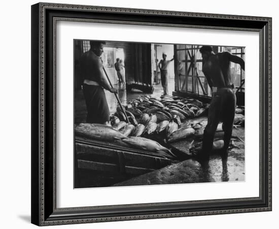 Tuna Being Unloaded from Boats at Van Camp Tuna Co. Cannery in American Samoa-Carl Mydans-Framed Photographic Print