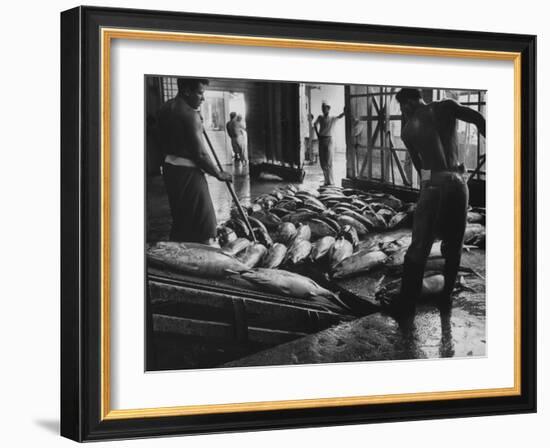 Tuna Being Unloaded from Boats at Van Camp Tuna Co. Cannery in American Samoa-Carl Mydans-Framed Photographic Print