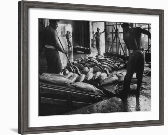 Tuna Being Unloaded from Boats at Van Camp Tuna Co. Cannery in American Samoa-Carl Mydans-Framed Photographic Print