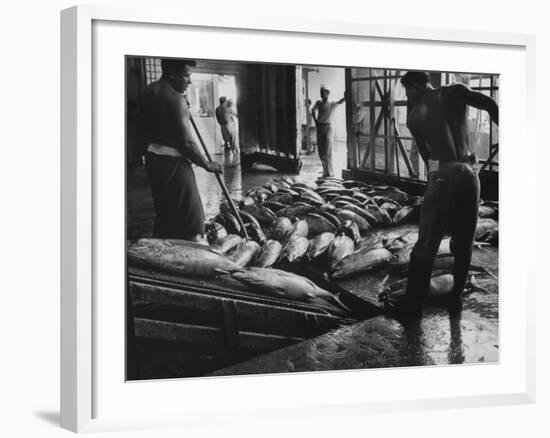 Tuna Being Unloaded from Boats at Van Camp Tuna Co. Cannery in American Samoa-Carl Mydans-Framed Photographic Print