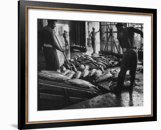 Tuna Being Unloaded from Boats at Van Camp Tuna Co. Cannery in American Samoa-Carl Mydans-Framed Photographic Print