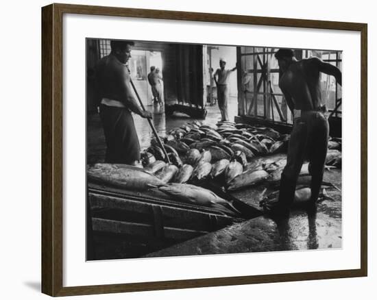 Tuna Being Unloaded from Boats at Van Camp Tuna Co. Cannery in American Samoa-Carl Mydans-Framed Photographic Print